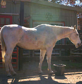 Save The Horses horse