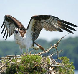 Osprey at Seminole State Park