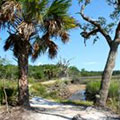 Nature Trail at Skidaway Island State Park
