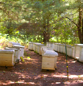 Bee homes at park