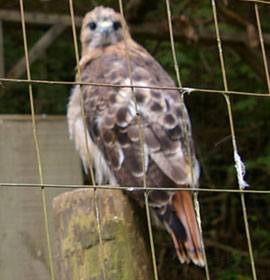 Smithgall Woods Concervation Area Red Tail Hawk