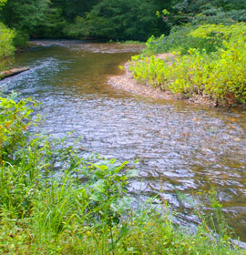 River at Smithgall Woods