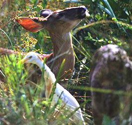 Wildlife at Stephen C Foster State Park