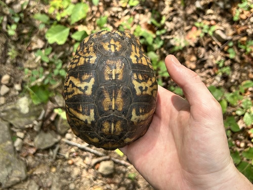 Hand holding an eastern box turtle with a yellow and black patterned shell on a trail