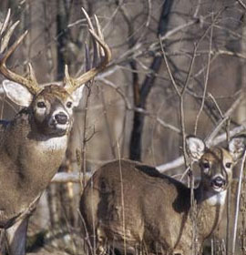 Two Deer