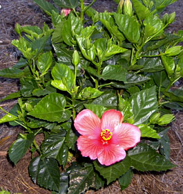 Flower at Georgia coast