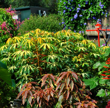 UGA Horticulture Trail Garden Plants