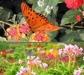 UGA Research Garden