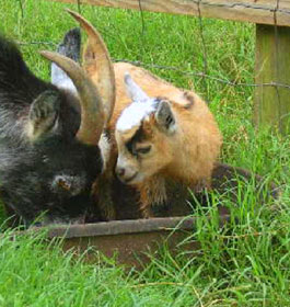 Uncle Bob's Pumpkin Patch Goats