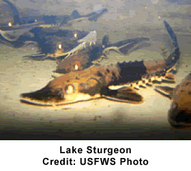 Lake Sturgeon Fish at Warm Springs Fish Hatchery