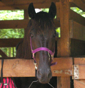 Horse at Watson Mill Bridge State Park