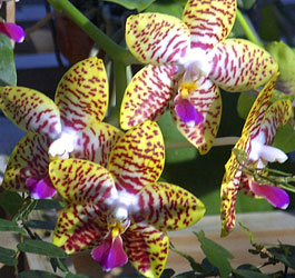 Pretty flowers at Georgia park